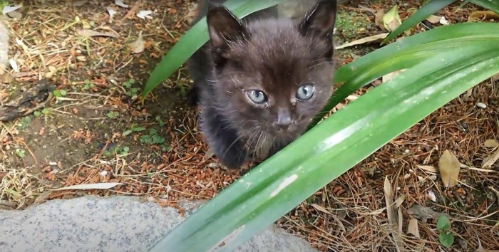 草の近くで座ってカメラを見つめる子猫