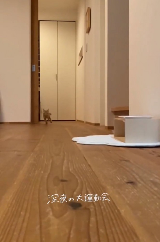 部屋を走り抜けるらいとくん