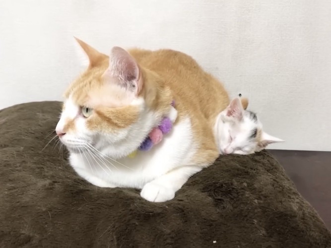 子猫を温める先住猫