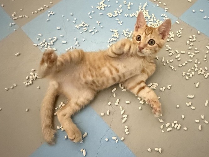 仰向けになった子猫のアップ
