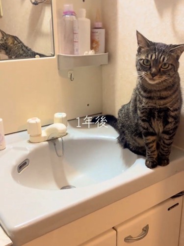 洗面台に座る猫