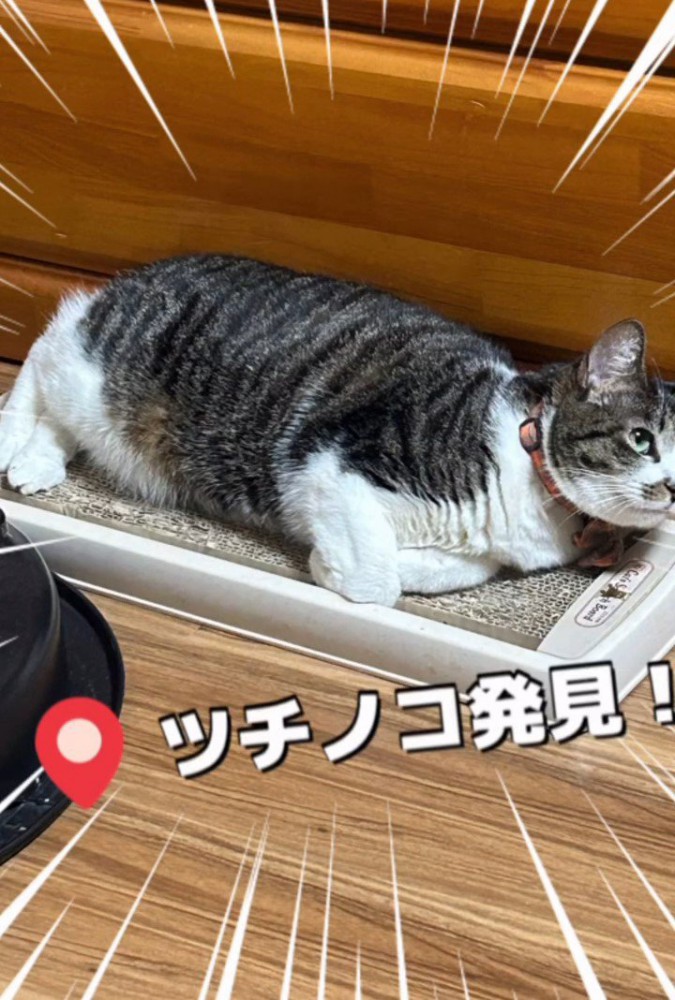 寝そべる猫