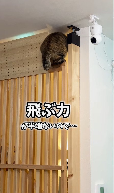 運動神経抜群な猫