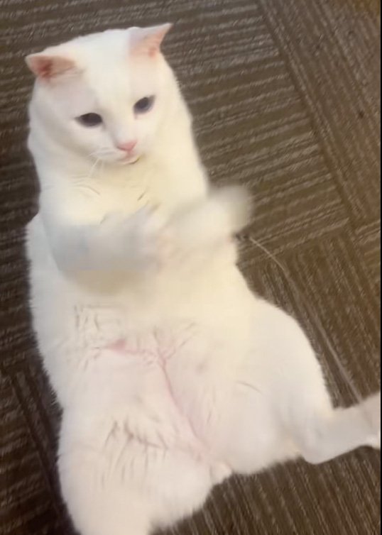 遊ぶ猫