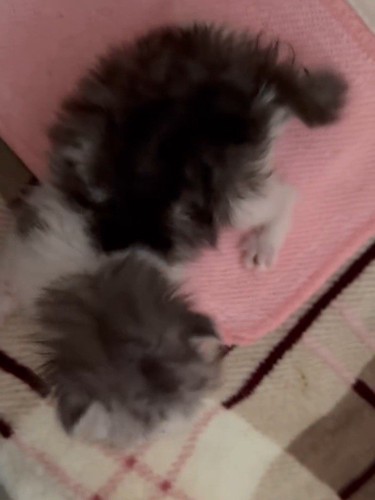 小さな子猫