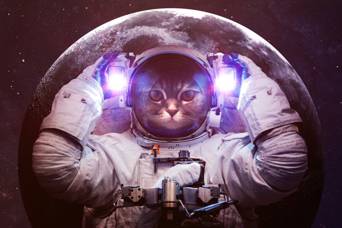 宇宙旅行をする猫のイメージ