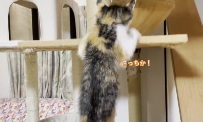 こっちかの文字と子猫