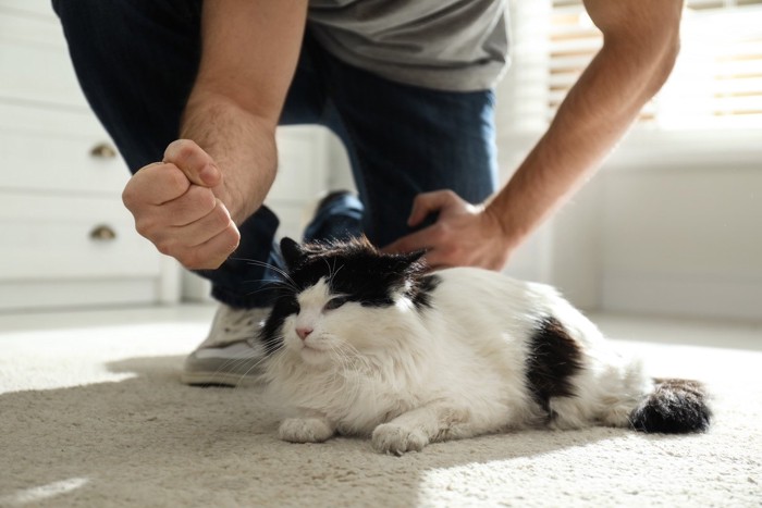 角砂糖で遊ぶ猫