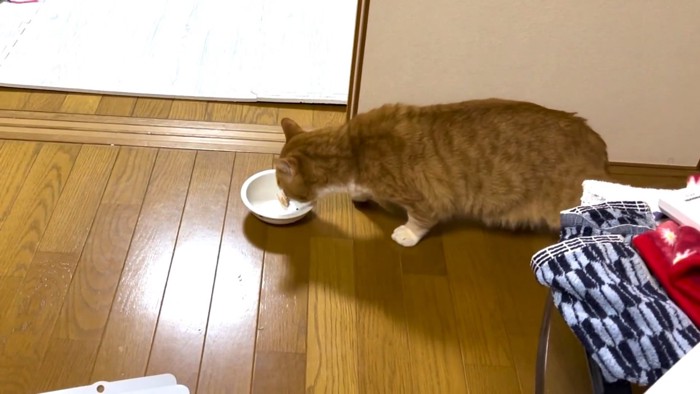 おやつを食べる猫