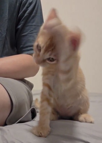 毛づくろいのスピードが速まる茶トラの子猫