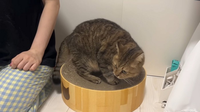 逃げる猫