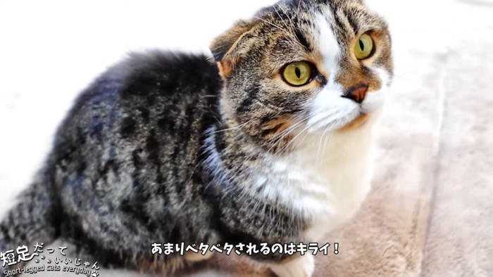 おすわりする猫