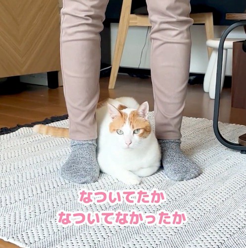 飼い主の足の間に座る茶色のぶち猫