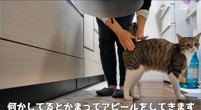 触られる猫