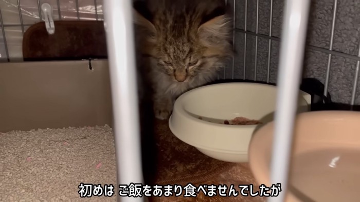 ケージの奥にいる子猫