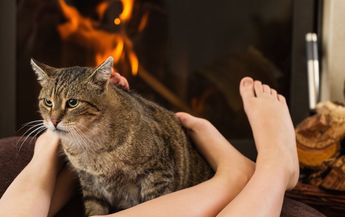 不機嫌そうな顔の猫