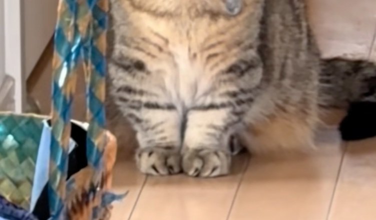 猫の前足