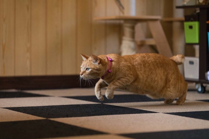 部屋の中でダッシュする茶トラ猫