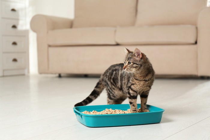 トイレに入ろうとしている猫