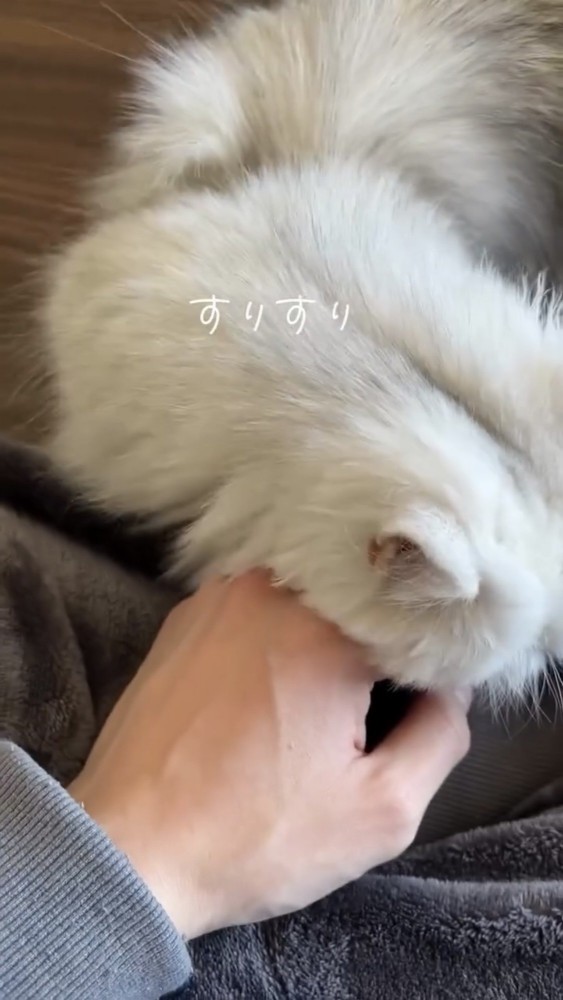 体をこすりつける猫