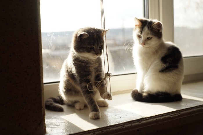 コードで遊ぶ子猫