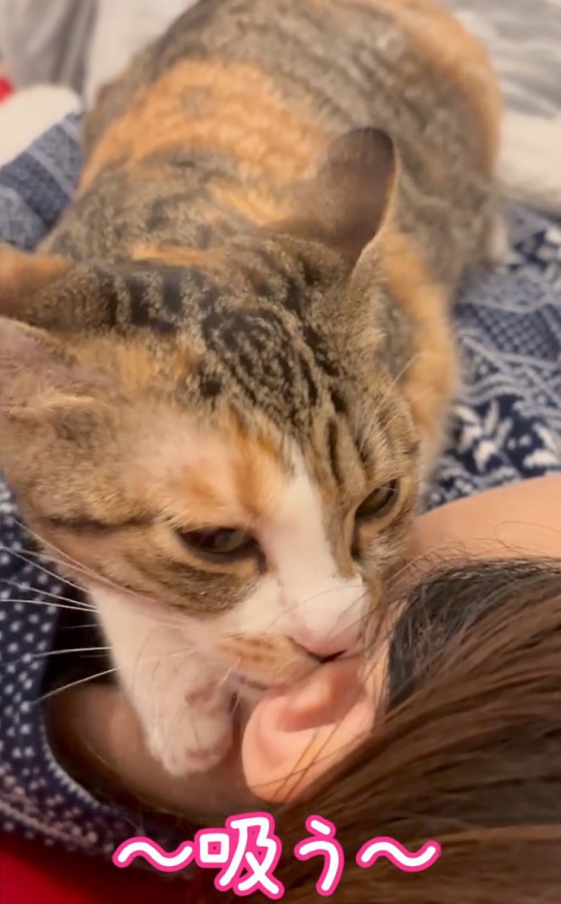 一心不乱に耳吸いする猫