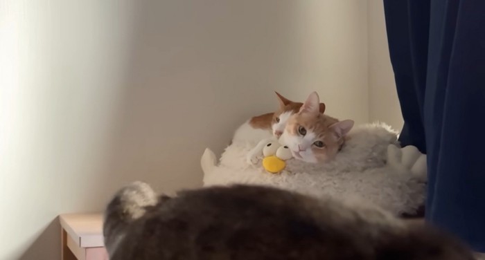 ベッドの上で寝ている二匹の猫