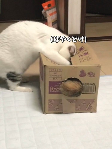 箱の中をのぞく猫
