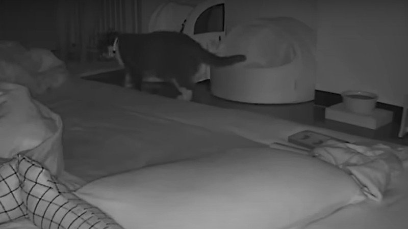 飼い主を追いかける猫