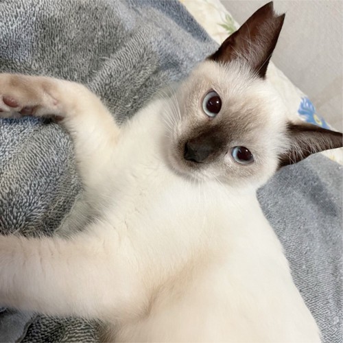 寝そべっている猫