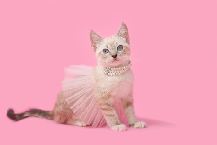 ピンクのネックレスをつけた猫