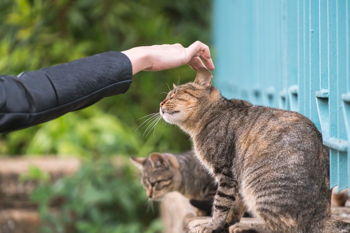 なでられる野良猫