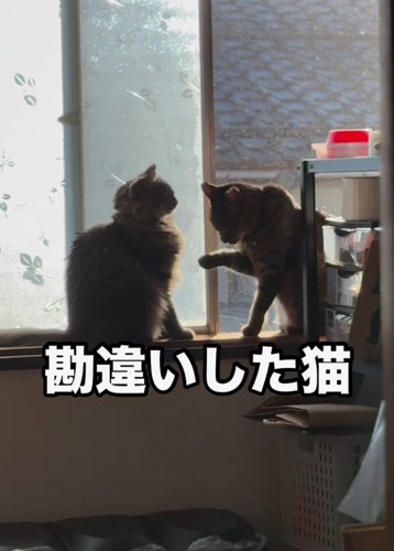 前足を毛づくろいする猫