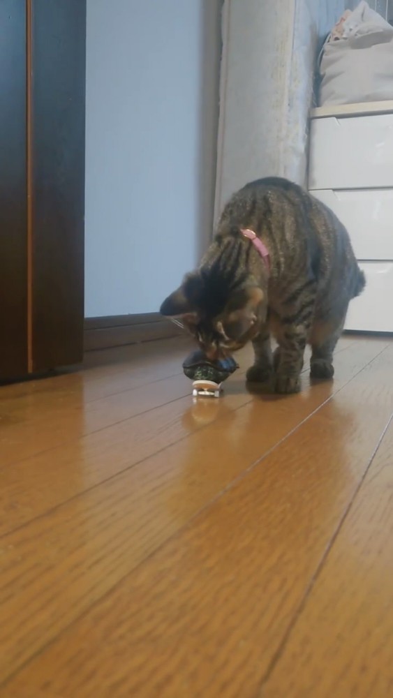 スケボーに乗ったカメを触る猫