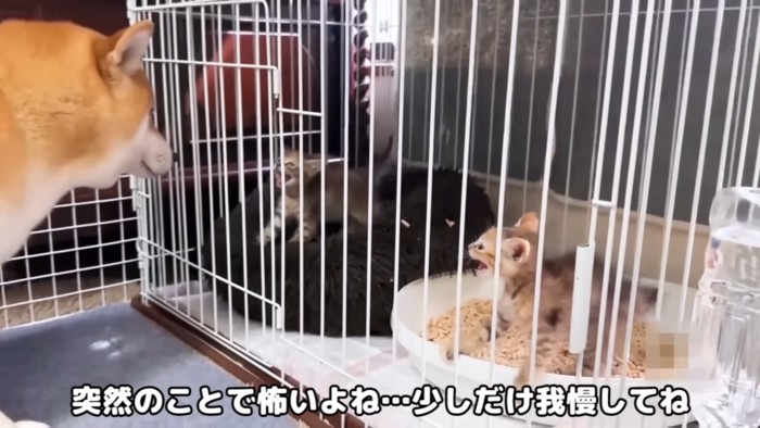 犬に向かって威嚇する子猫たち