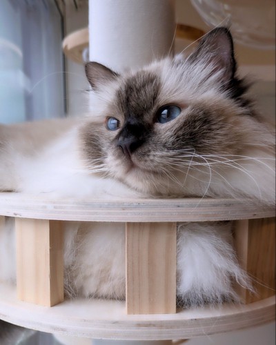 キャットタワーに座る猫