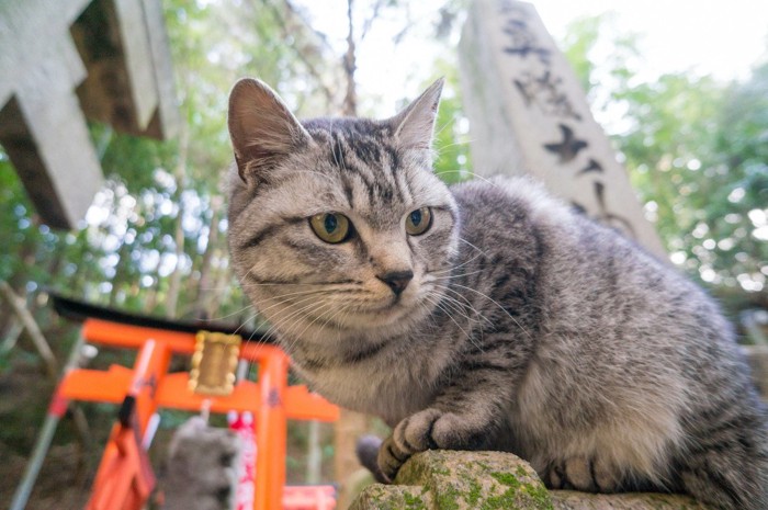 神社の鳥居の前にいる猫