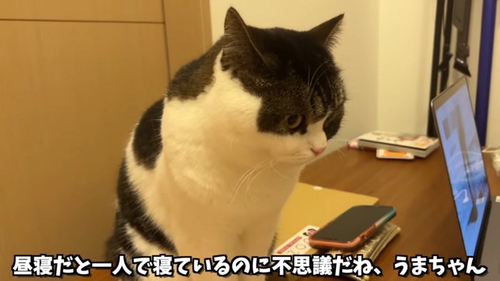 おすわりする猫