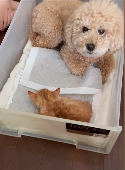 猫のそばに座る犬