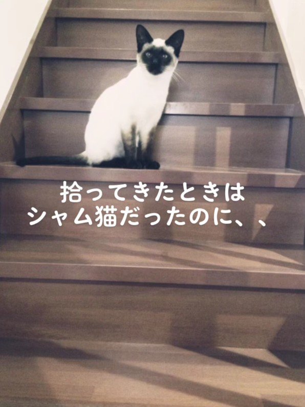 拾われた当初のロンくん