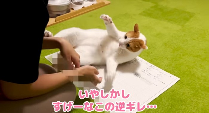 パンチする猫