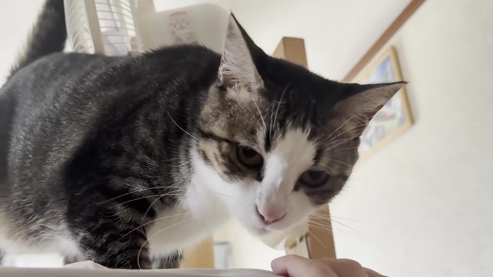 アップになった猫の顔