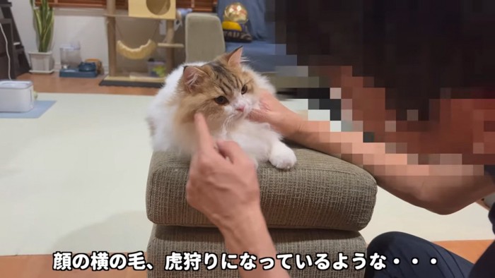 顔の横を指差される猫