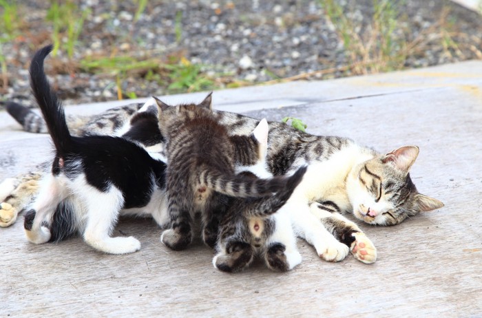 母猫のミルクを飲む子猫