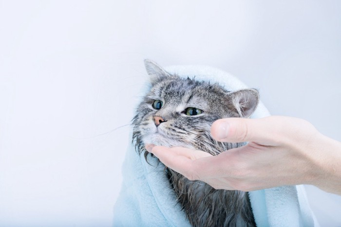 シャンプーしてさっぱりした猫