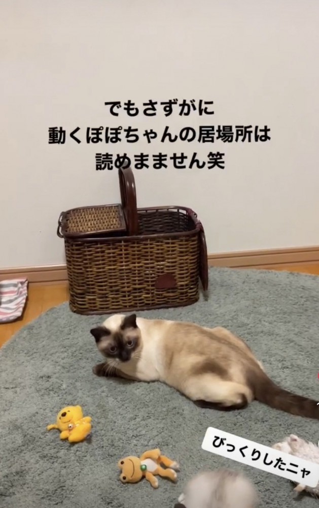 子猫を見守る猫