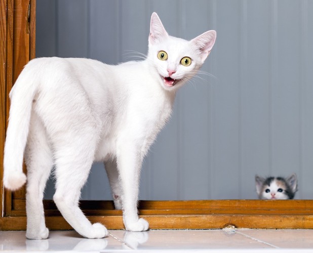 子猫を見て目を見開き驚く猫