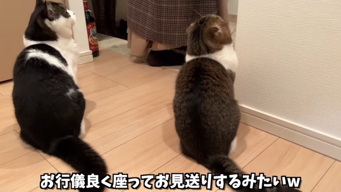 座る2匹の猫