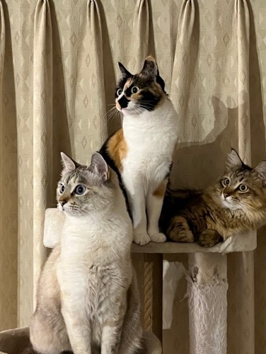 同じ方向を見る猫