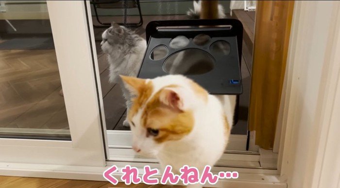 ドアを通る猫